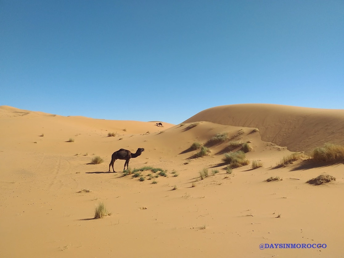 Saber antes de viajar a Marruecos