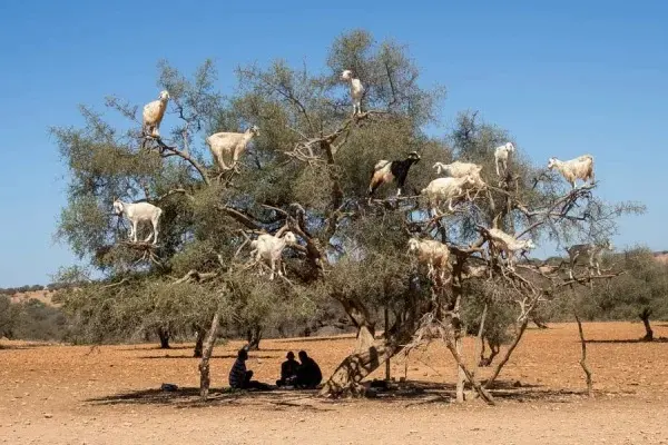 Árboles de argán Itinerario de 10 días por Marruecos desde Fez