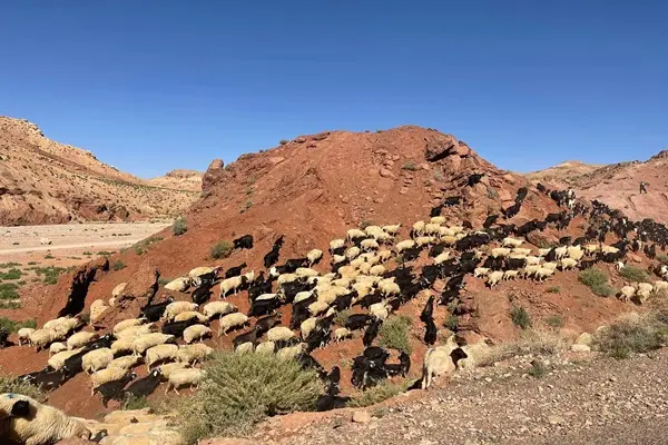 Cabras y ovejas en las montañas Tour de 8 días desde Agadir