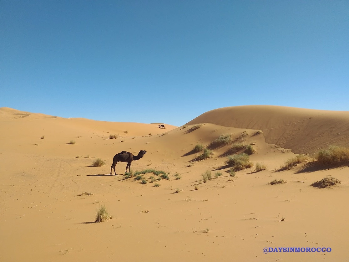 Cosas que debes saber antes de viajar a Marruecos