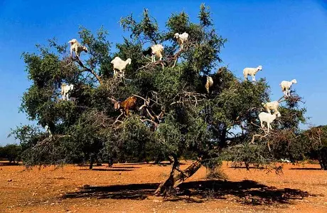 Excursión de un día a Essaouira desde Marrakech