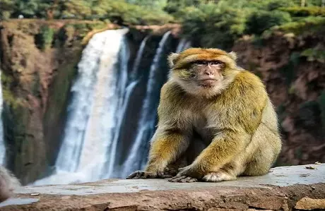 Excursión de un día a las cascadas de Ouzoud desde Marrakech