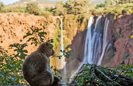 Excursión de un día a las cascadas de Ouzoud desde Marrakech